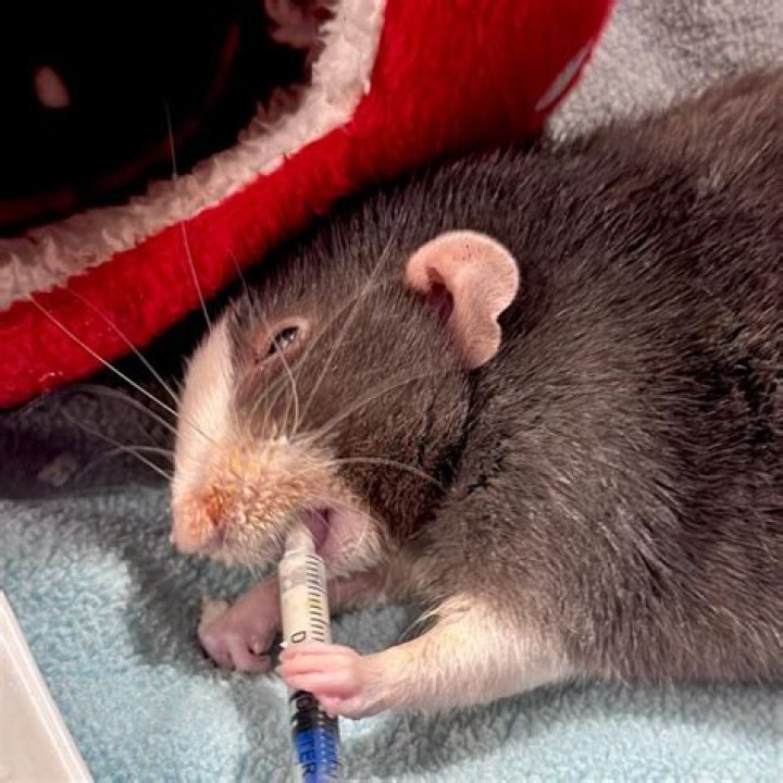 What does a sick rat look like?