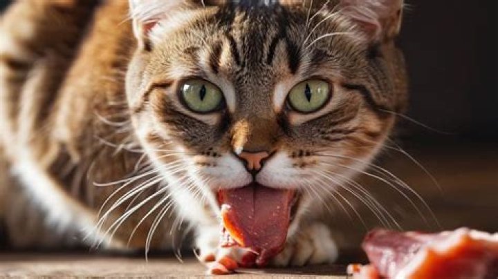 What does cat taste like?