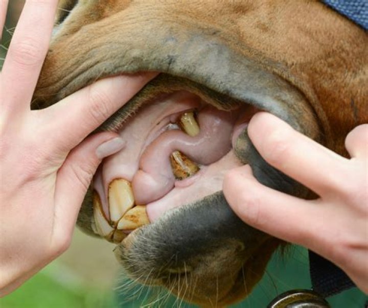 What does horse grinding teeth mean?