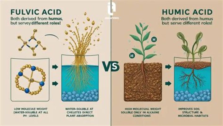 What does humic and fulvic acid do for humans?