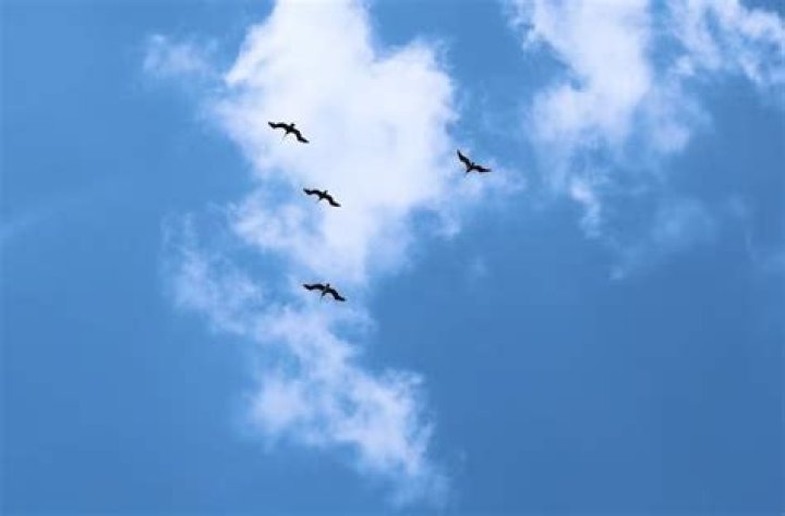 What does it mean when birds fly high?