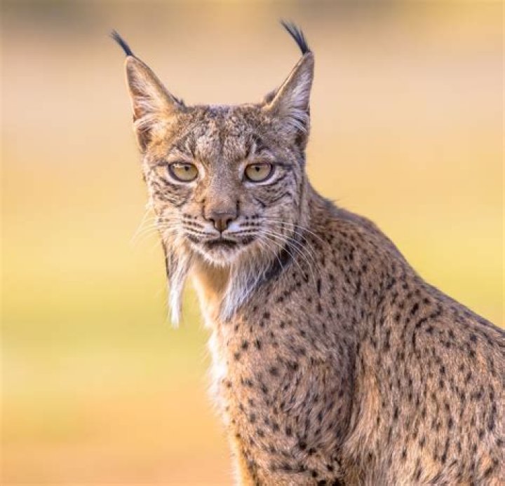 What does Lynx mean in golf?