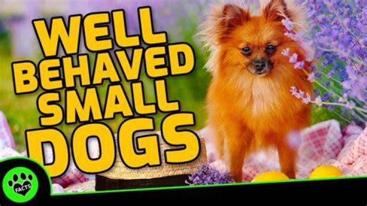 What dog is best behaved?