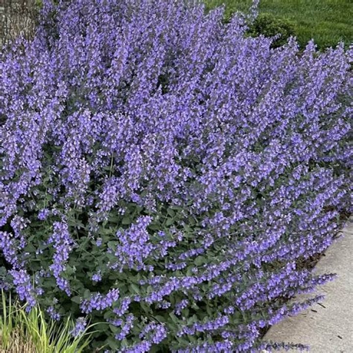 What effect does catmint have on cats?