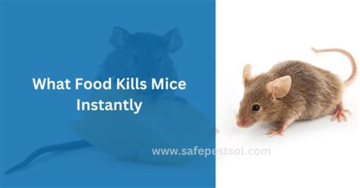 What food kills mice?