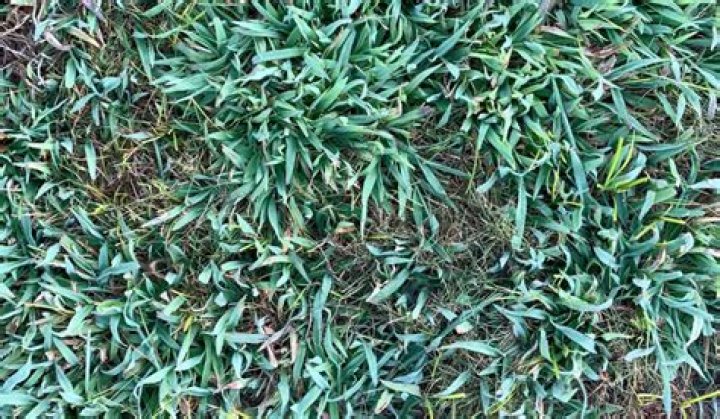 What grass will take over Bermuda?