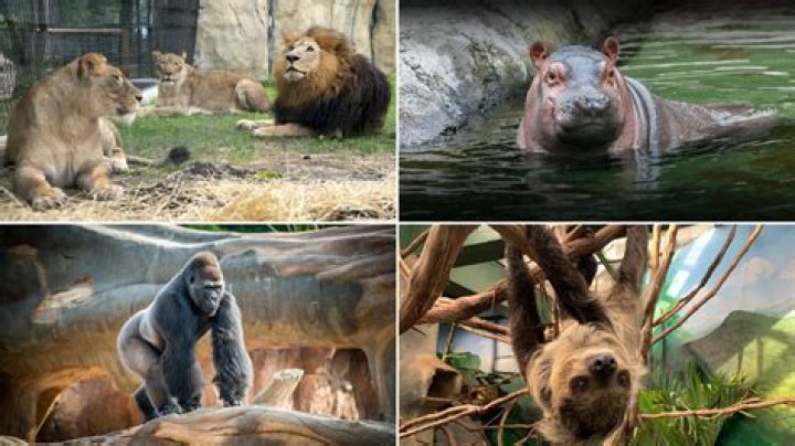 What happened to all the animals at GW zoo?