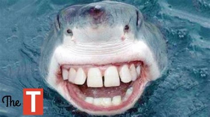 What happens if sharks go extinct?