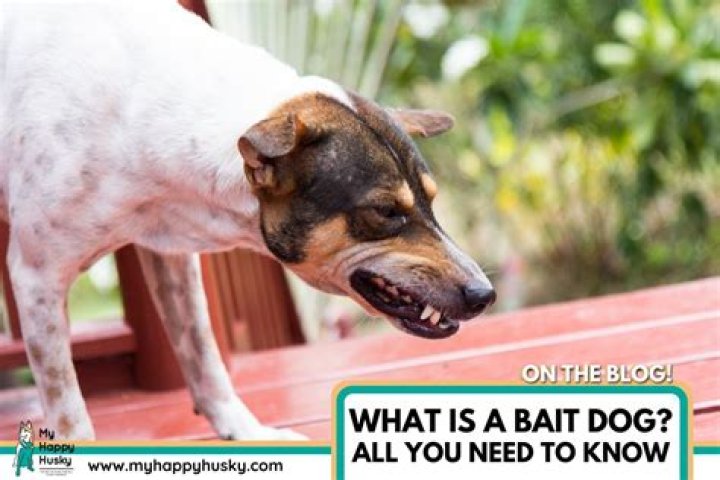What happens to a bait dog?