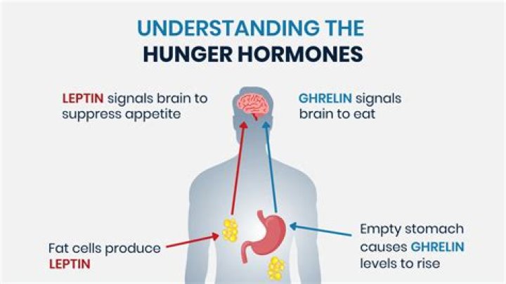 What happens when leptin levels are high?