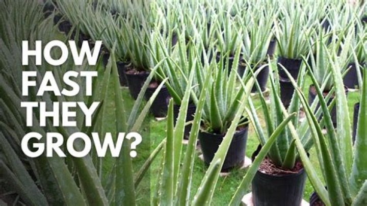 What helps aloe vera grow?