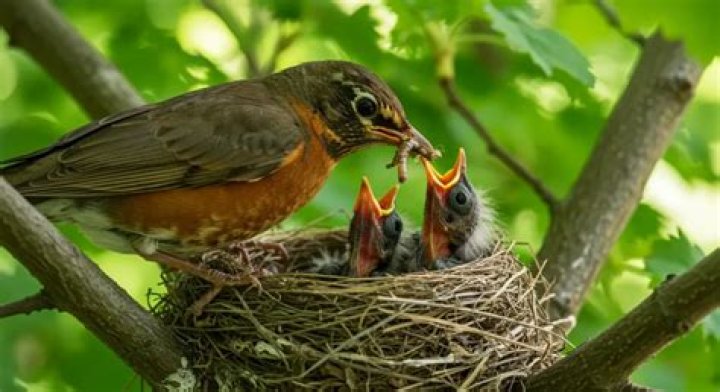 What is a bird in the hood?