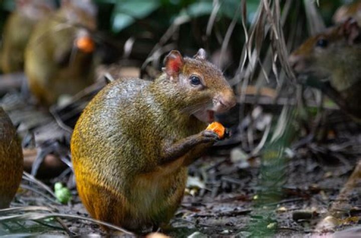 What is an agouti rat?