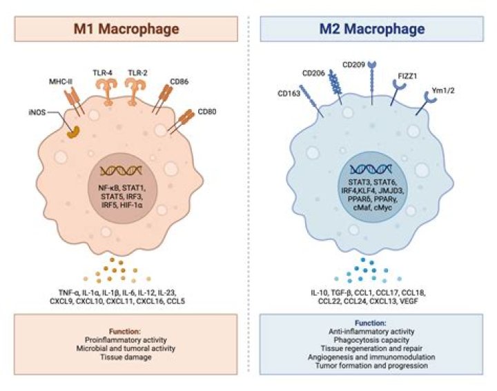 What is an M2 in GCSE?