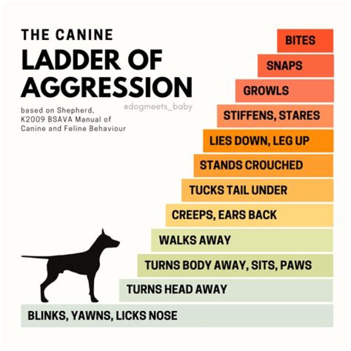 What is dog aggression conflict?