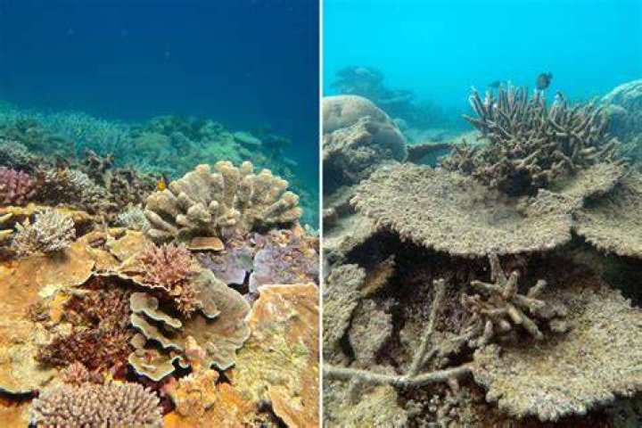 What is killing the Great Barrier Reef?