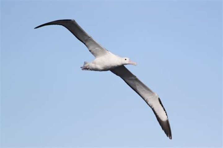 What is the albatross in golf?