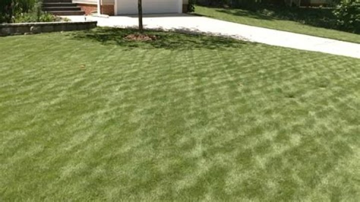What is the best way to cut Zoysia grass?