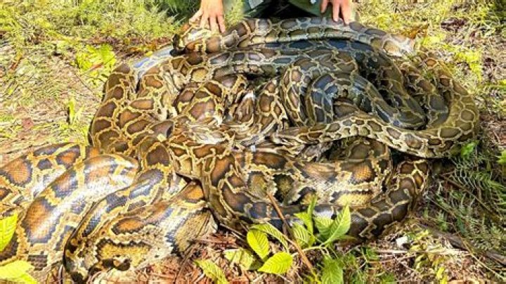What is the biggest ball python in the world?