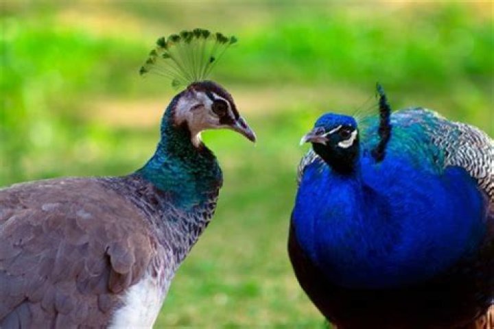 What is the difference between Netflix and Peacock?