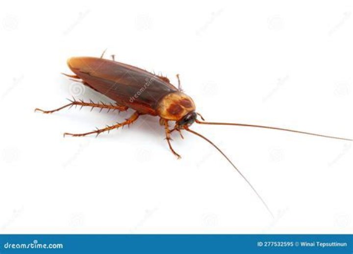 What is the dirtiest cockroach?