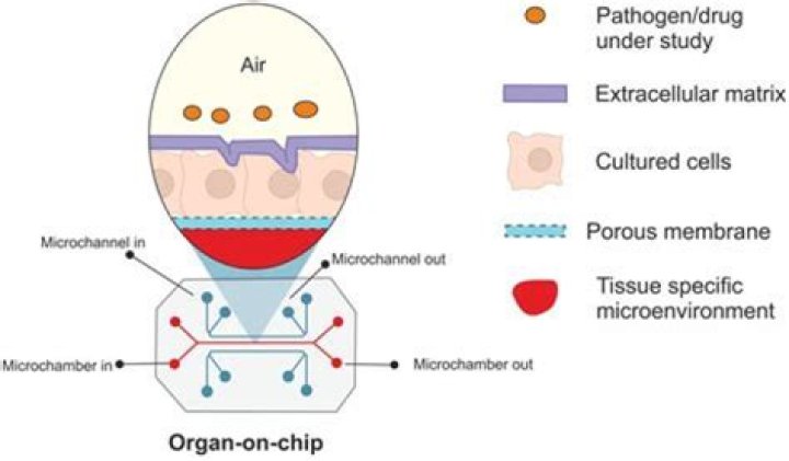 What is the first organ to fail?
