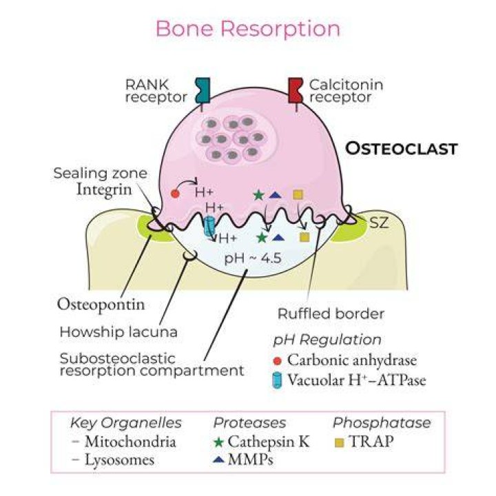 What is the function of osteoclast?