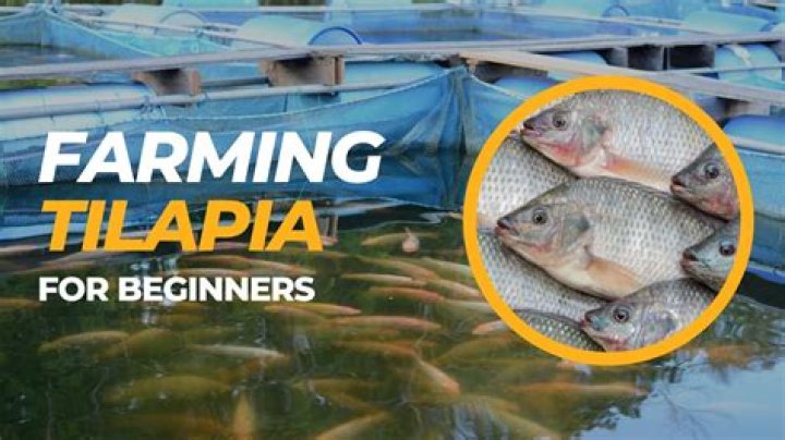 What is the harvesting age of tilapia?