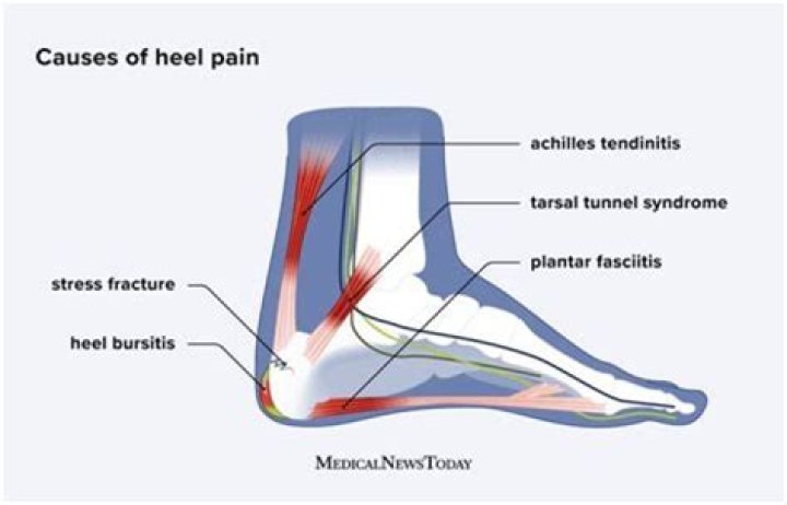 What is the importance of the left heel?