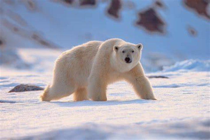What is the longest a polar bear has lived?