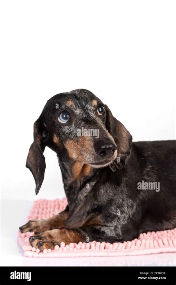 What is the oldest dachshund?