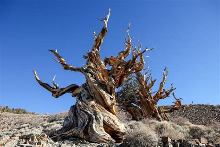 What is the oldest tree?