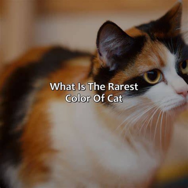 What is the rarest color for a cat?