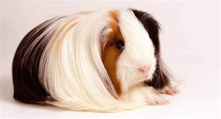 What is the rarest guinea pig color?