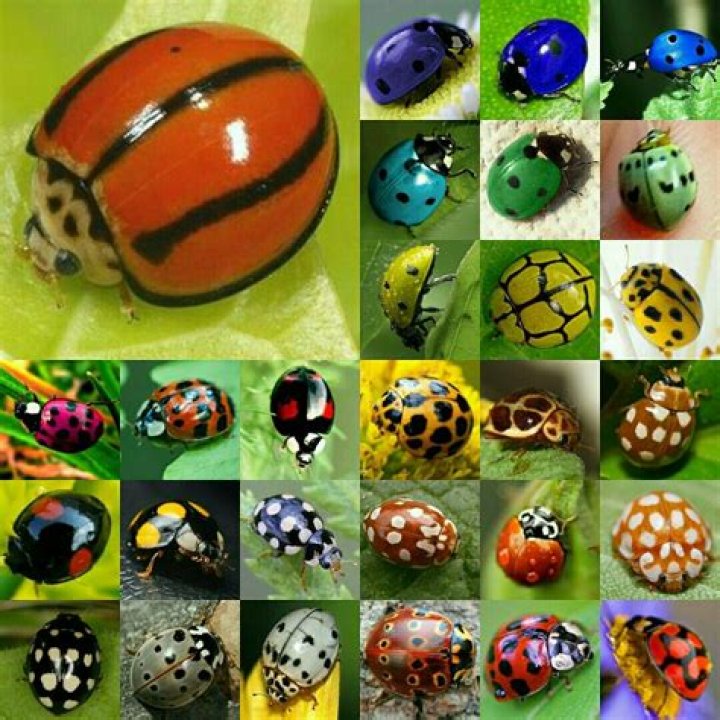 What is the rarest ladybug color?