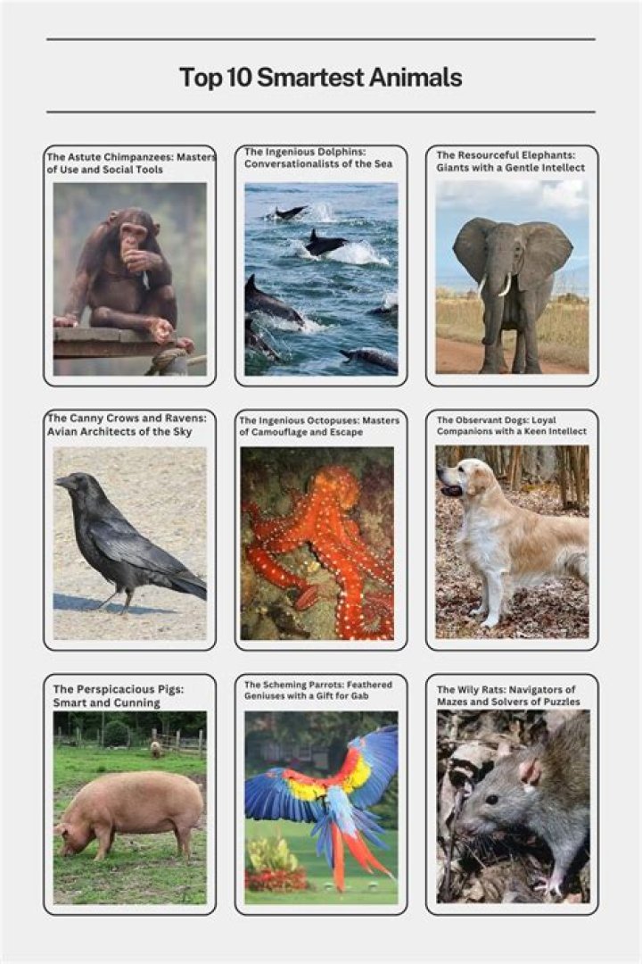 What is the top 5 smartest animals?