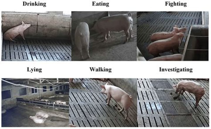 What is weanling pig?