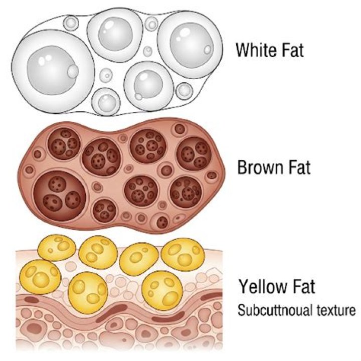 What is white fat?