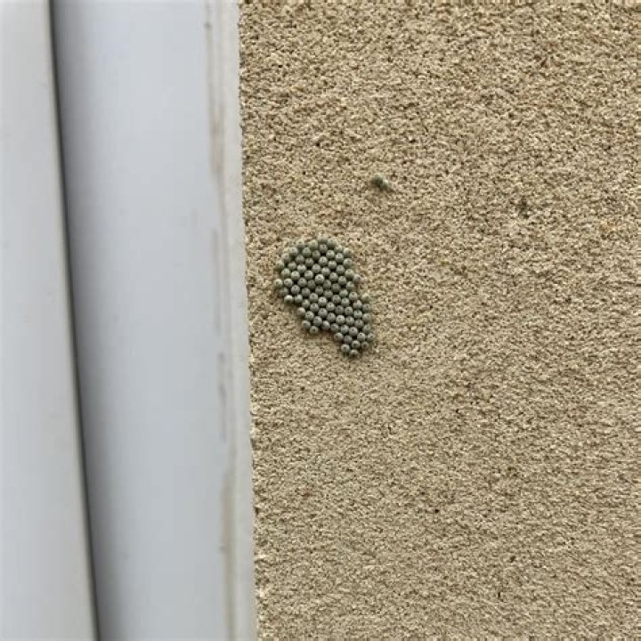 What lays tiny eggs on Windows?