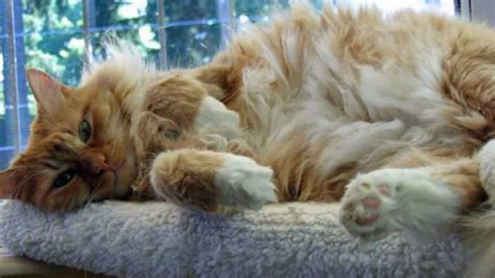 What makes a cat cuddly?