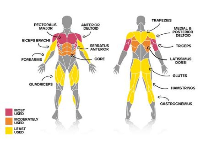 What muscles are important for BJJ?
