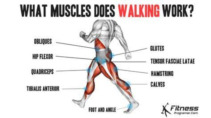 What muscles are toned by walking?