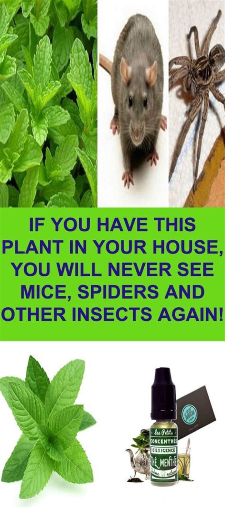 What plant keeps mice away?