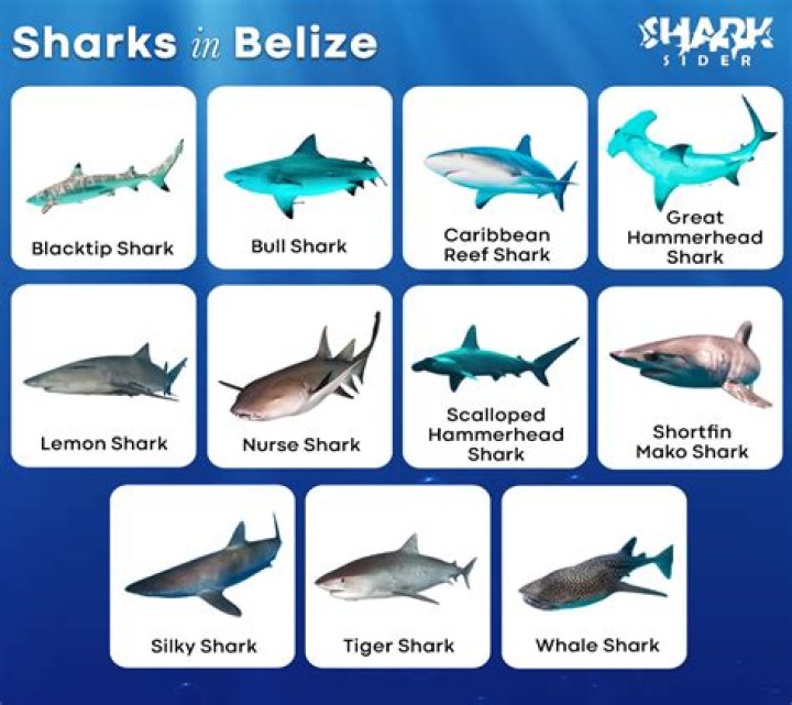 What sharks are in Thailand?