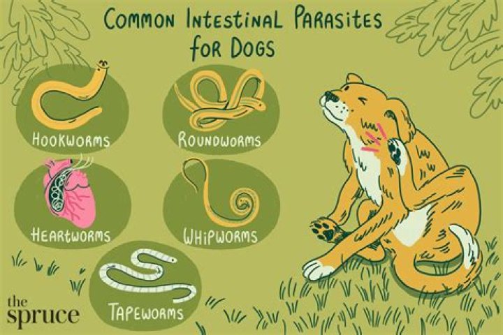 What should I do if my dog has worms in his poop?