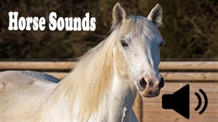 What sound does a horse make when angry?