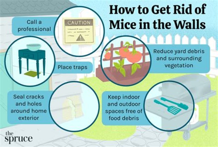 What to do if mice are in your walls?