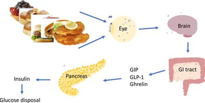 What triggers ghrelin?