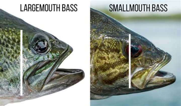What type of fish is a largemouth bass?