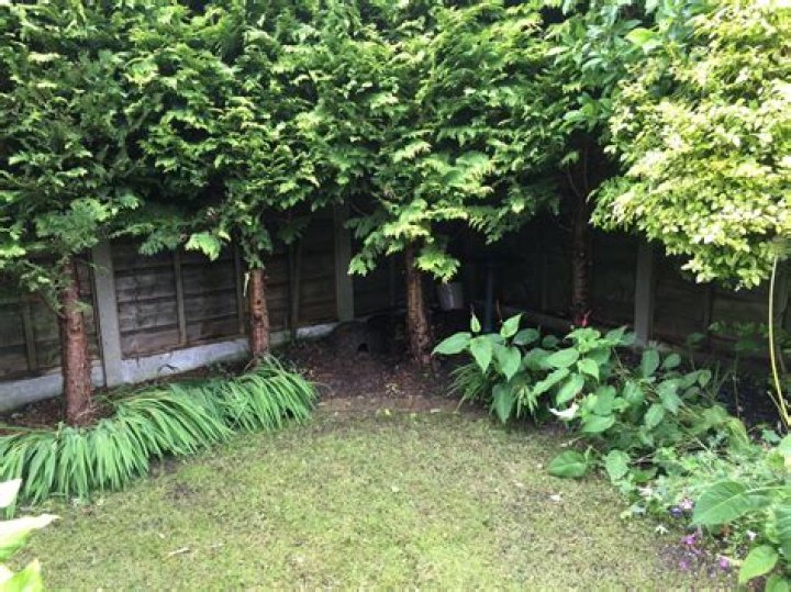 What will grow under conifers?